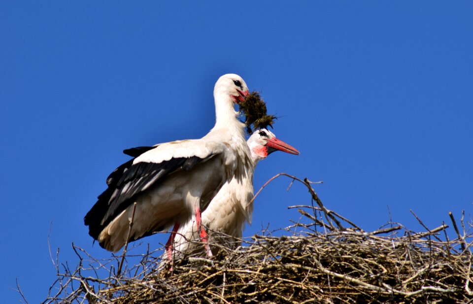Storchennest rattle stork nature