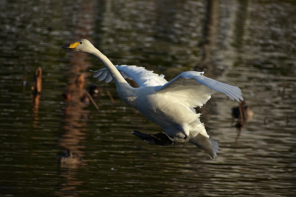 Bird wild birds waterfowl