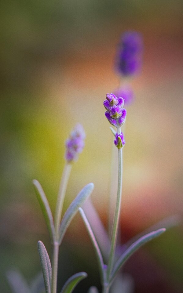 Nature romantic violet photo