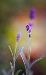 Nature romantic violet