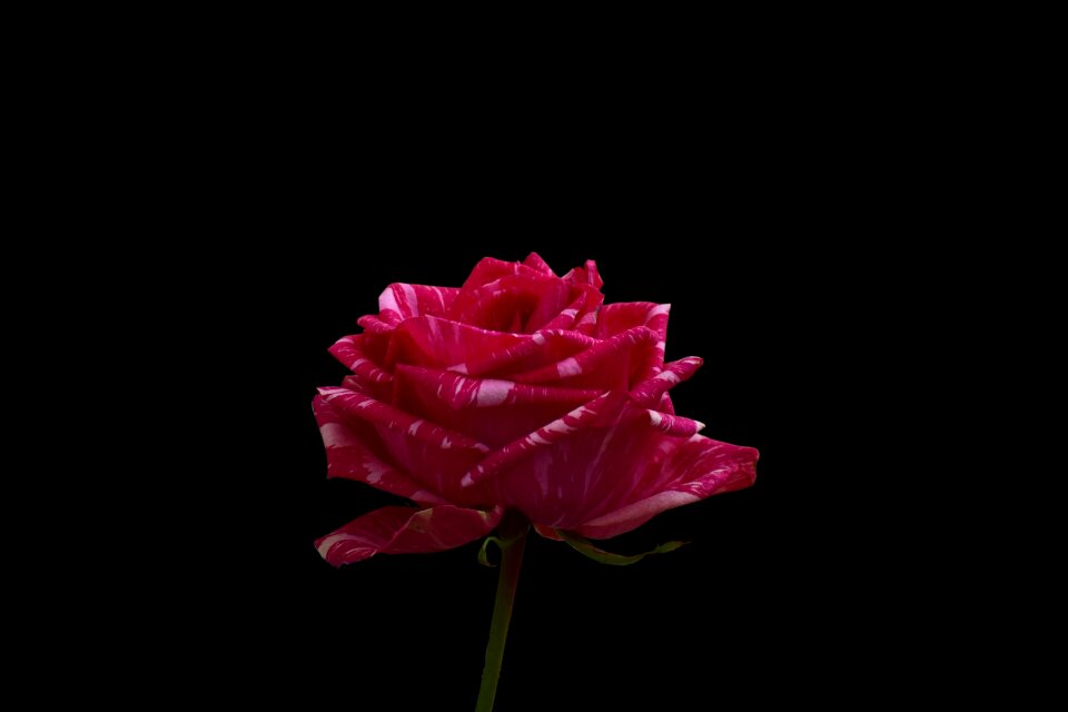 Pretty flower romance