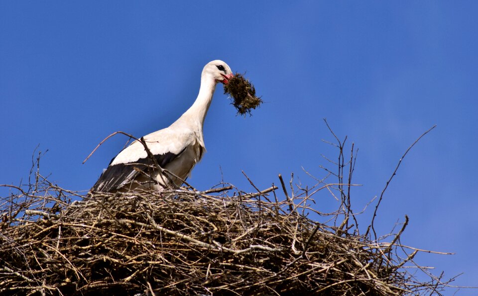 Storchennest rattle stork nature