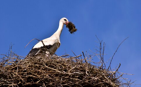 Storchennest rattle stork nature photo