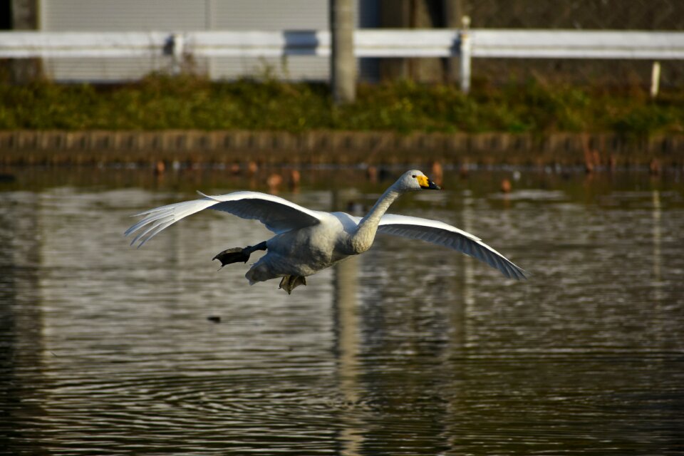 Bird wild birds waterfowl