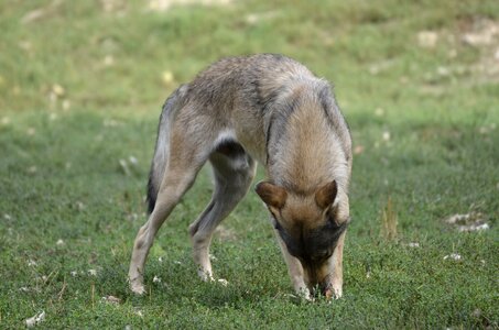 Nature wild animal timber wolves