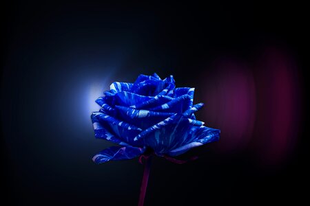 Pretty flower romance