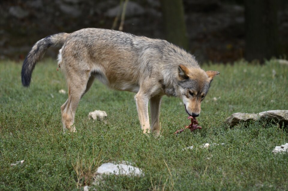 Nature wild animal timber wolves