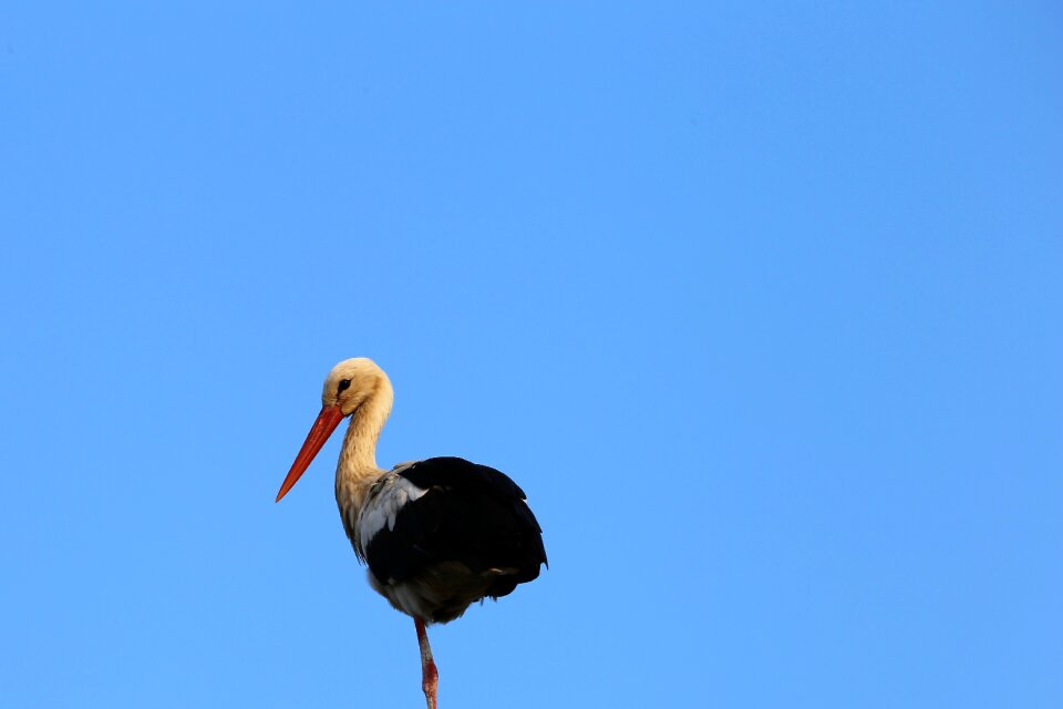 Animal summer blue sky