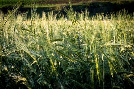 Field arable macro