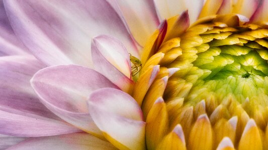 Insect nature blossom