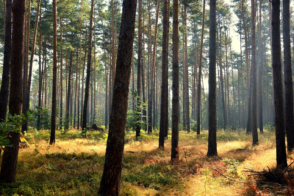 Autumn beginning autumn mood nature