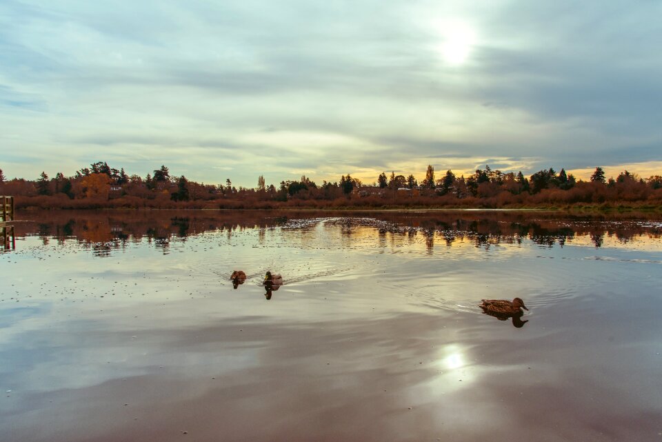 Clouds forest reflection