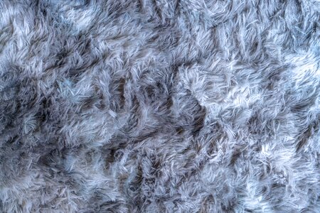 Carpet feather animal