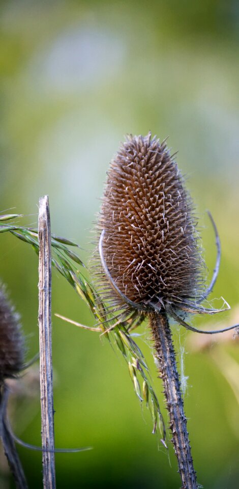 Close up nature spur