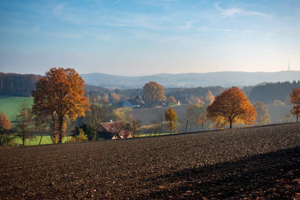 Fields forest fog