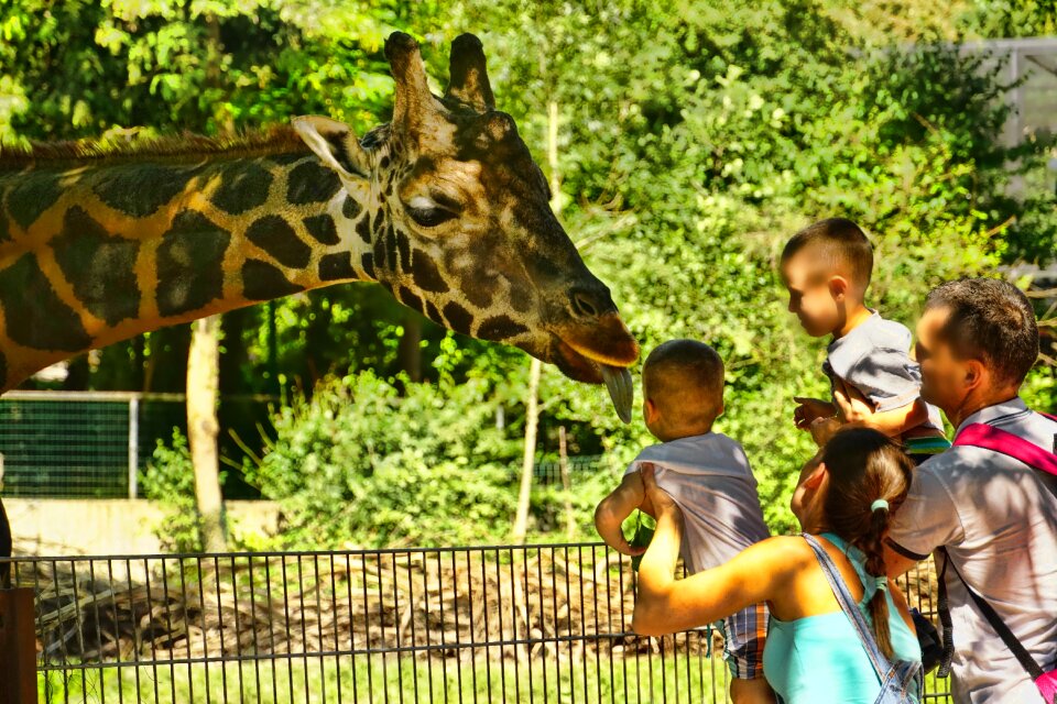 Human visitors family