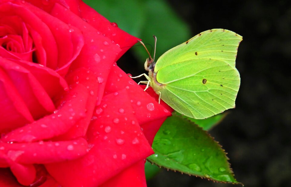 Macro nature flower