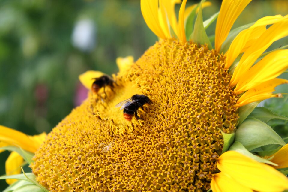 Yellow summer nectar