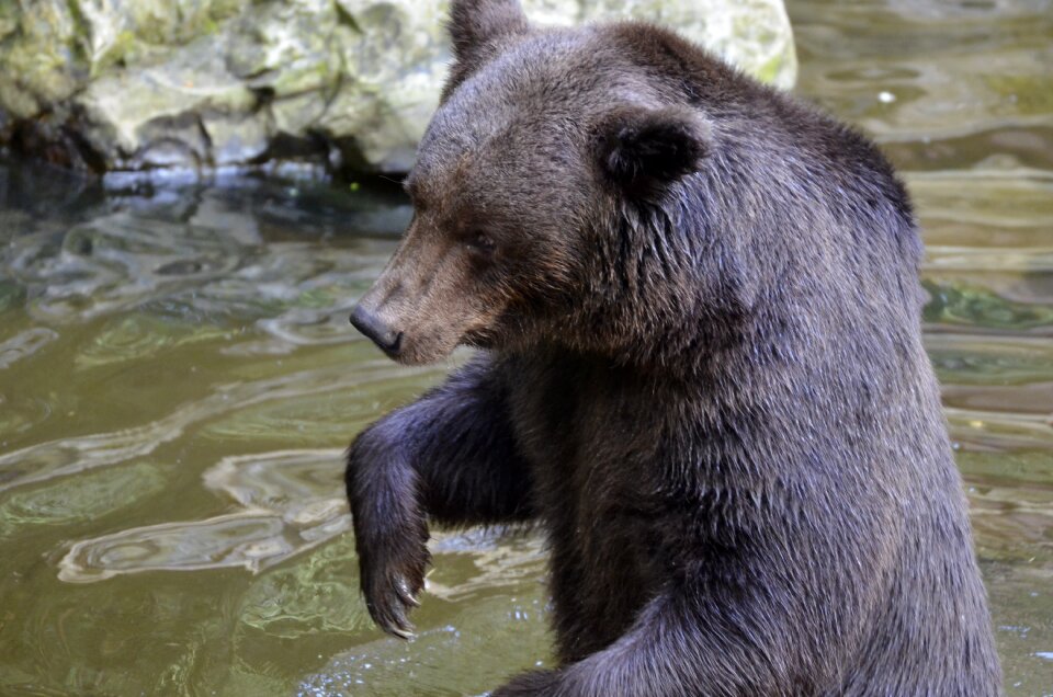Wild animal animal world nature
