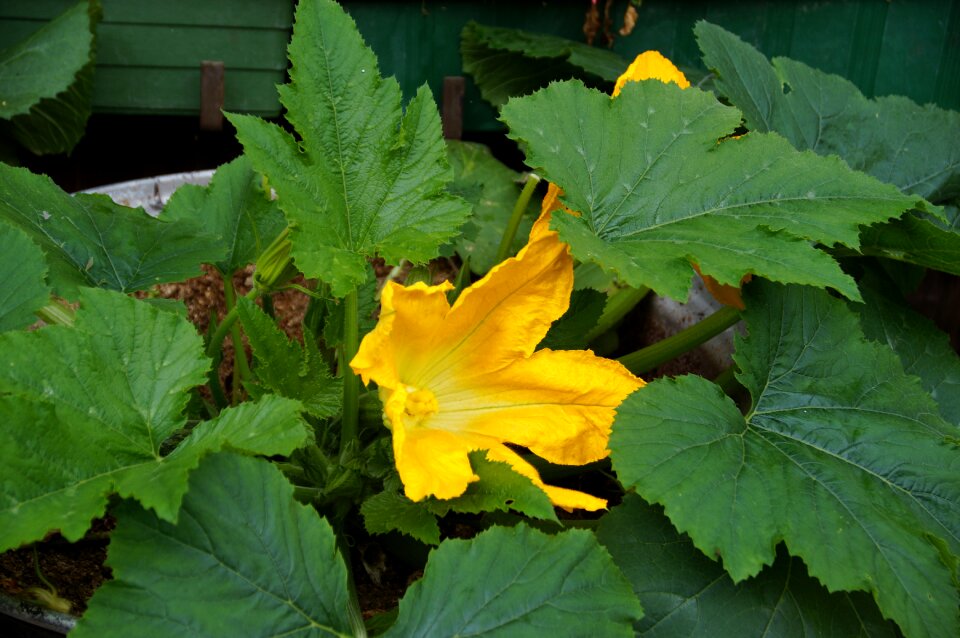 Yellow green foliage