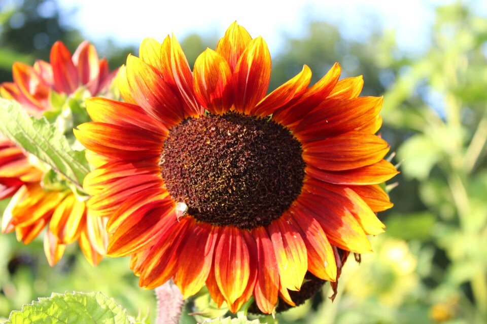 Flower bloom bright