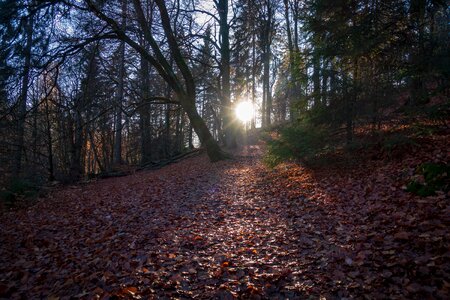 Leaves nature fall foliage photo