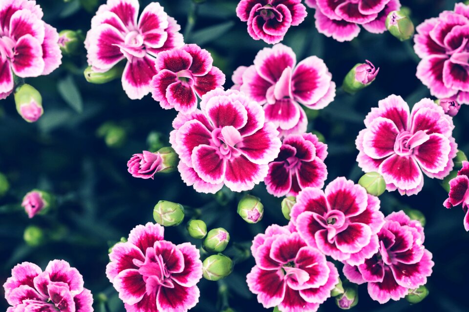 Pink flower flowers flower photo