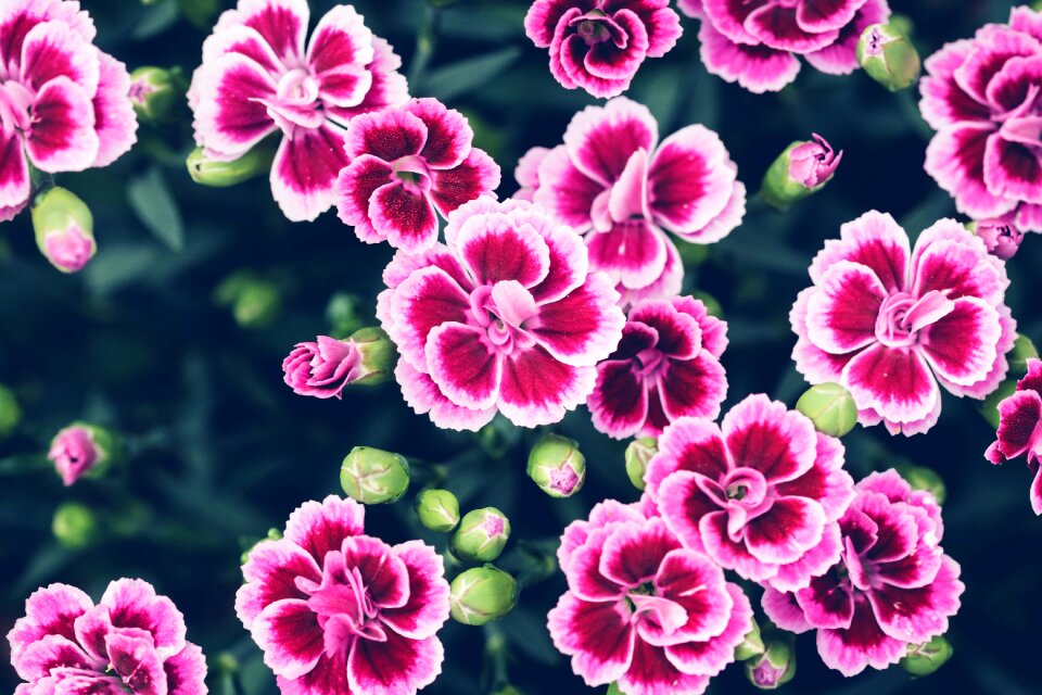 Pink flower flowers flower