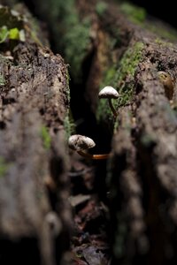 Mushroom wild woods