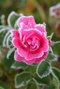 Frozen rose recently photo