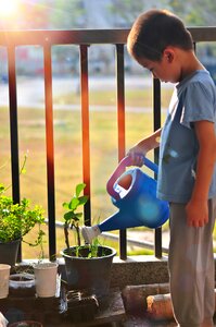Planting garden plant