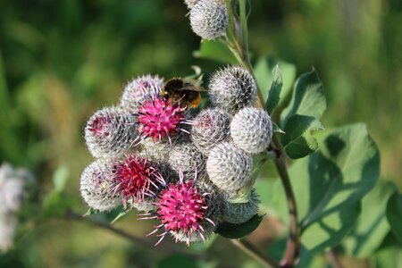 Hummel plant meadow photo