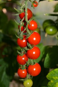 Red cocktail panicle