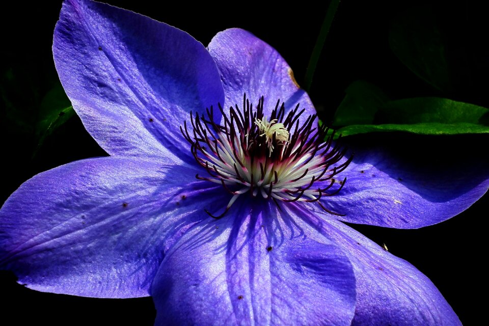 Closeup creeper nature