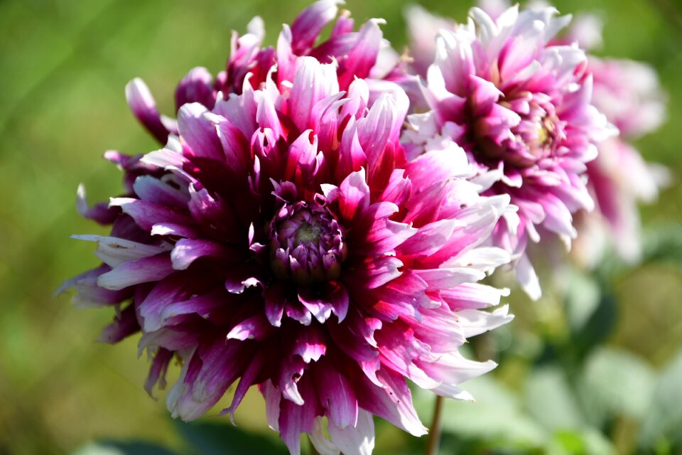 Nature plant flora