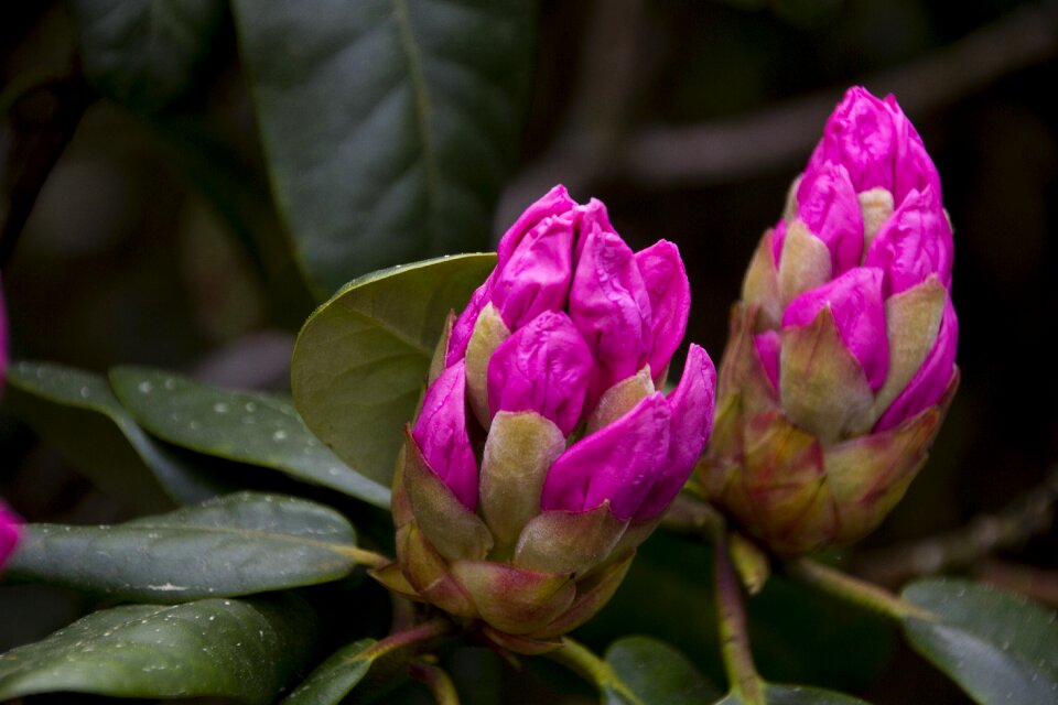 Bloom nature spring