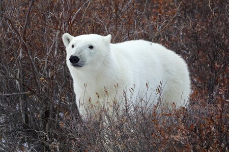 Bear arctic animal