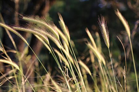 Spike dirt nature