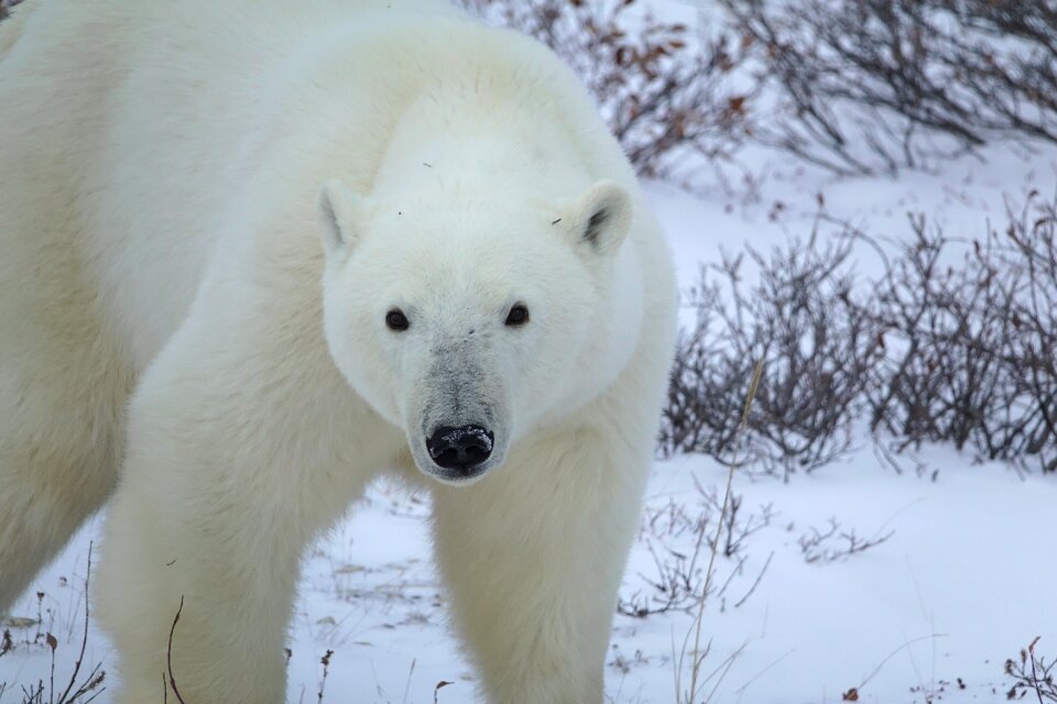 Winter snow animal
