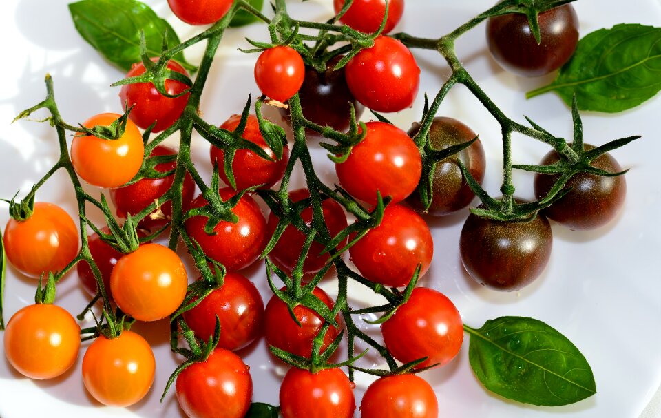 Garden delicious colorful variety