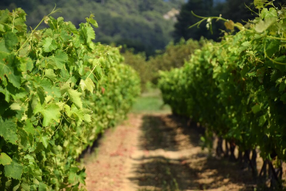 France vineyard nature