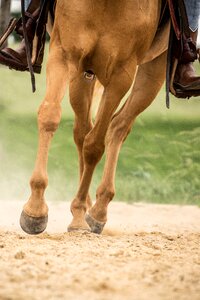 Legs animal arabs