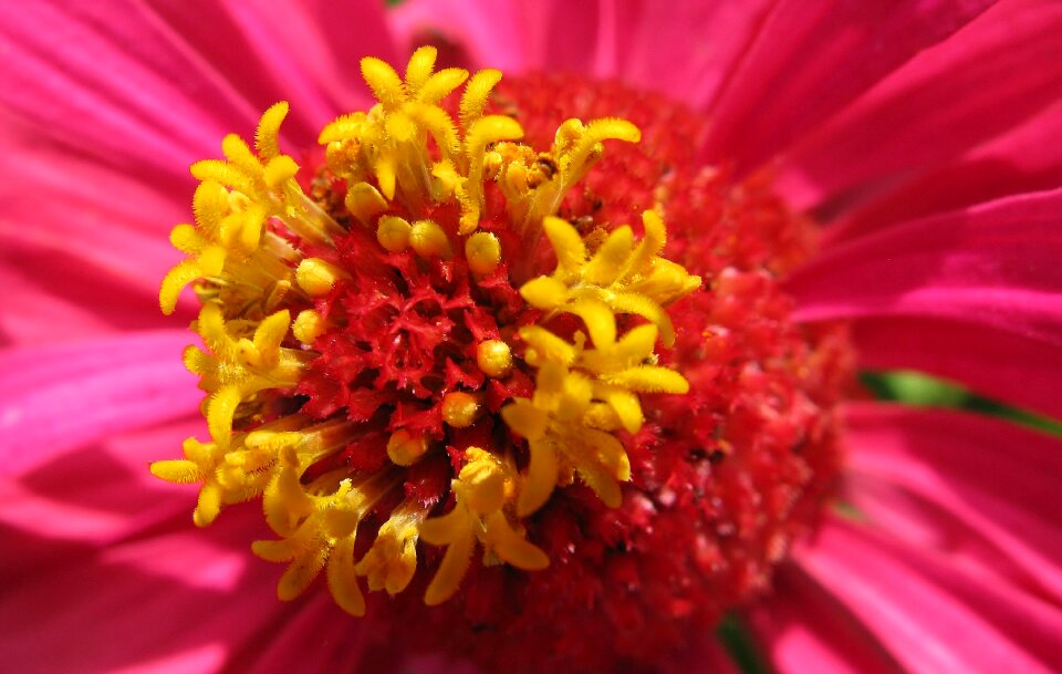 Zinnia macro close up