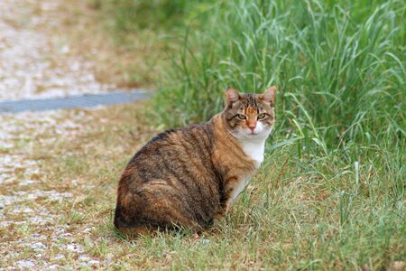 Wildcat sweet tiger photo