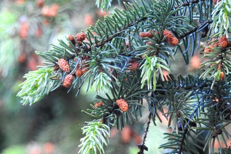 Spruce tree coniferous photo