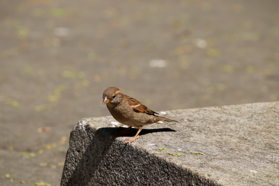 Sperling nature sitting