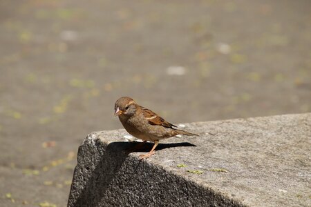 Sperling nature sitting photo