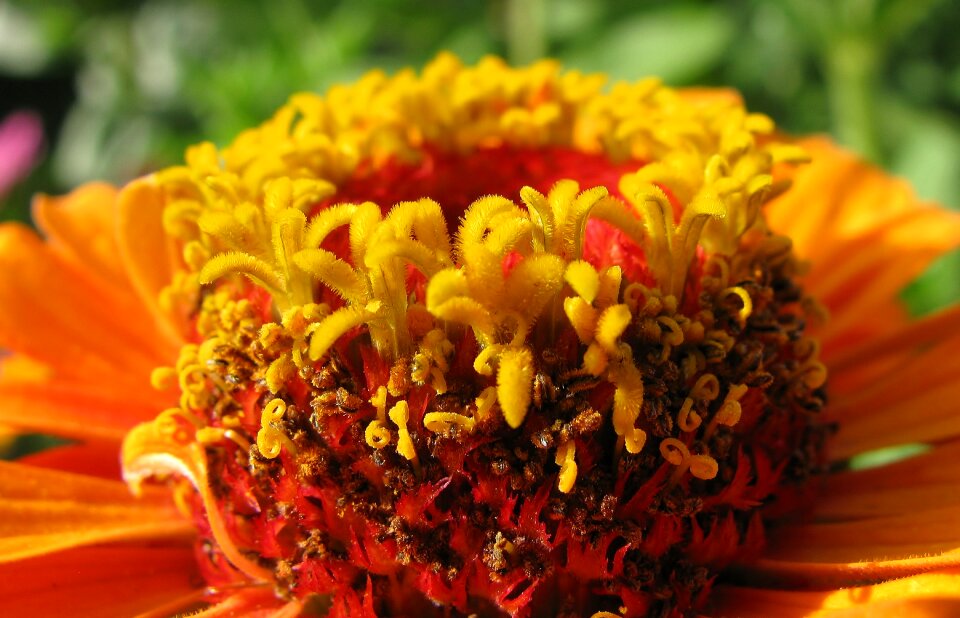 Zinnia summer close up