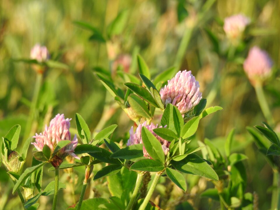 Summer plant grass