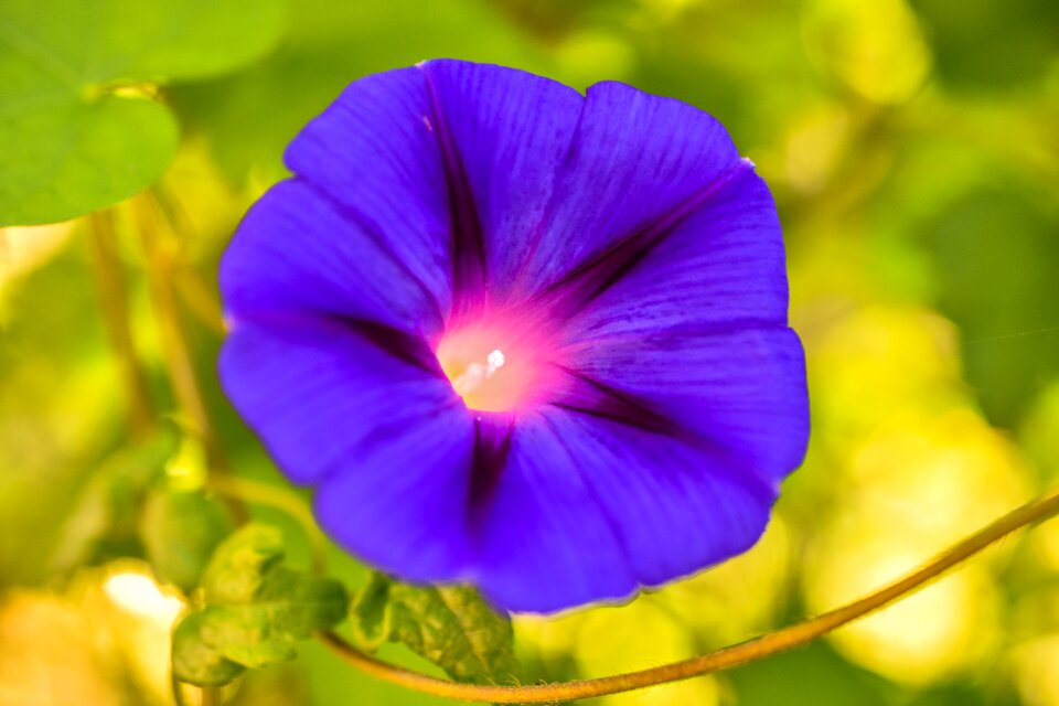 Flower garden purple